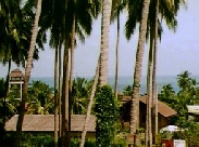 palm-sea view Thailand