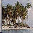 Palm beach in India