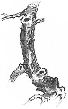 Taikiken intuïtief boksen tree drawing