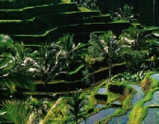 Rice fields Bali