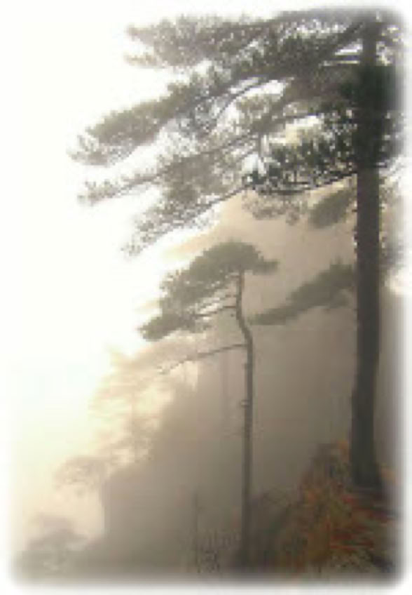 Ritsuzen meditation on characteristic rocks and in dense forests